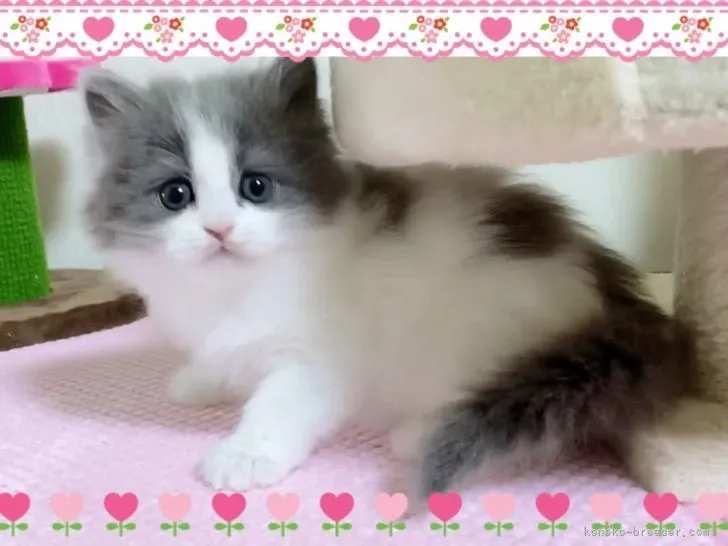 ID：2203-00329の子猫
