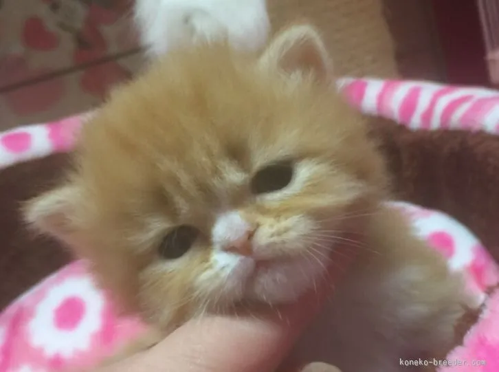 ID：1601-00292の子猫