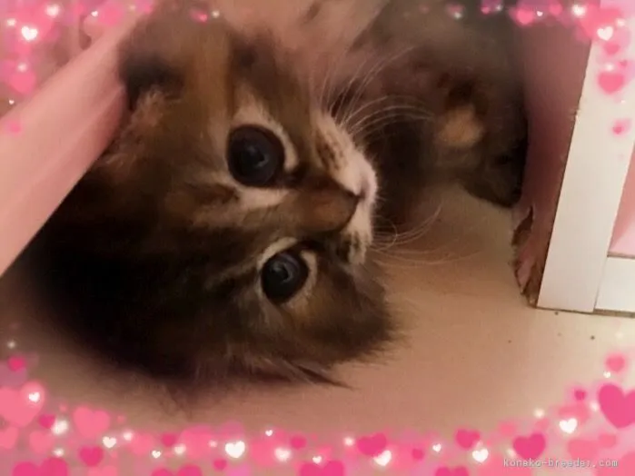 ID:1607-00660の子猫