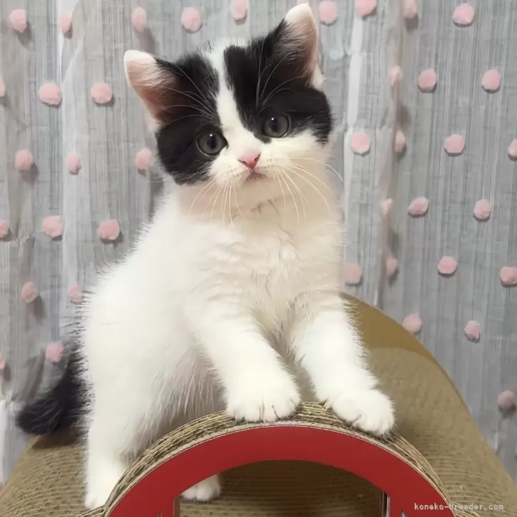 ID：2407-00371の子猫