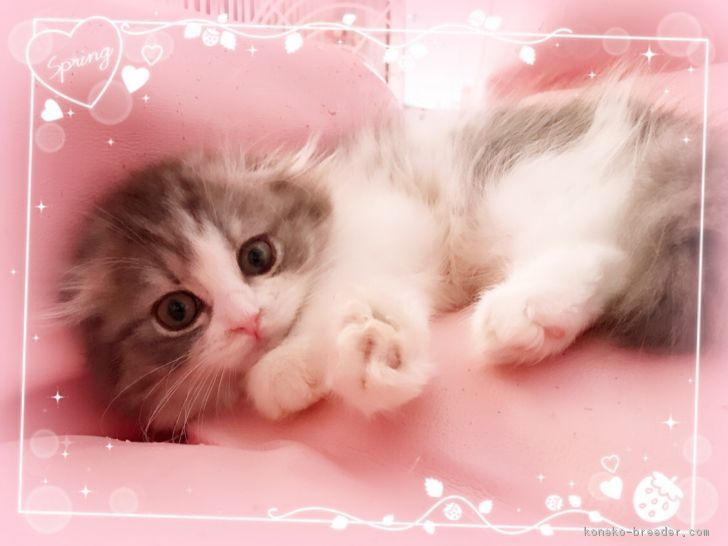 ID:1710-00981の子猫