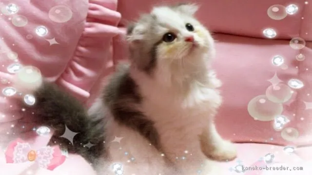 ID：1709-00889の子猫