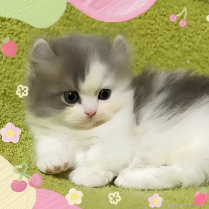 ID:2411-02792の子猫