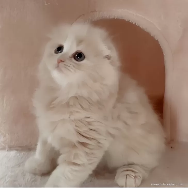 ID:2405-01524の子猫
