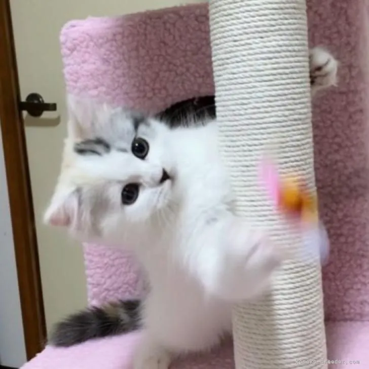 Y.A 様のお迎えした子猫
