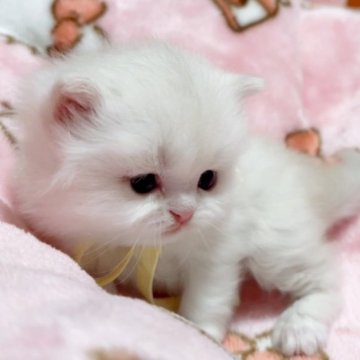 ミヌエット(長足)【愛媛県・男の子・2023年12月26日・カメオタビーアンドホワイト】の写真「毛色も綺麗な懐こい男の子😊🩷」