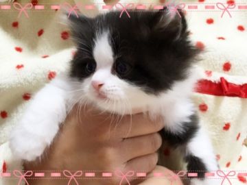 スコティッシュフォールド【愛媛県・男の子・2016年11月26日・ブラックアンドホワイト】の写真「超可愛い ハチワレ君(*☻-☻*)」