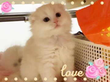 スコティッシュフォールド【愛媛県・男の子・2016年12月1日・クリームタビーアンドホワイト】の写真「毛色がたまらない(*☻-☻*)可愛いぼく(^^)」