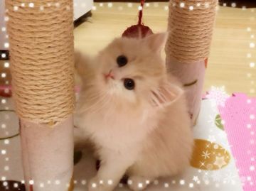 スコティッシュフォールド(立ち耳)【愛媛県・男の子・2018年10月14日・カメオタビーアンドホワイト ロング】の写真「バッチリな体型です。♥️」