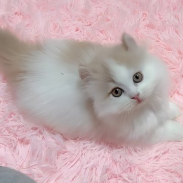 ミヌエット(短足)【愛媛県・男の子・2024年4月25日・クリームタビーアンドホワイト】の写真「おっとり目な可愛い男の子❤️」