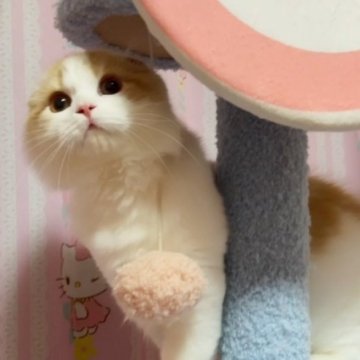 スコティッシュフォールド(折れ耳)【愛媛県・男の子・2023年8月27日・レッドタビーアンドホワイト】の写真「むちころまるまる💓💓💓お耳ペタンコ💓」