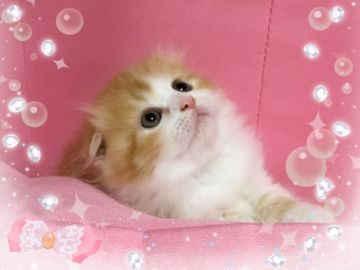 スコティッシュフォールド(折れ耳)【愛媛県・男の子・2017年5月1日・レッドタビーアンドホワイトロング】の写真「パパそっくり 可愛いお顔（＾◇＾）」