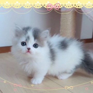 ミヌエット(短足)【愛媛県・男の子・2024年9月15日・ブルータビーアンドホワイト 】の写真「無茶苦茶可愛い🥰🥰🥰」