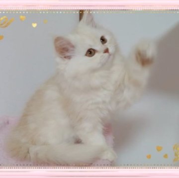 ミヌエット(長足)【愛媛県・女の子・2023年9月8日・カメオタビーアンドホワイト】の写真「懐こくお迎えも来てくれます😀❤️」