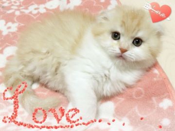 スコティッシュフォールド【愛媛県・男の子・2016年11月27日・レッドタビーアンドホワイト】の写真「ゴローそっくり(^^)♪」