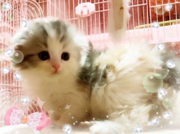 スコティッシュフォールド(折れ耳)【愛媛県・女の子・2018年1月31日・ブルーシルバーパッチドタビーアンドホワイト ロング】の写真「むちゃくちゃ フサフサ❤️」