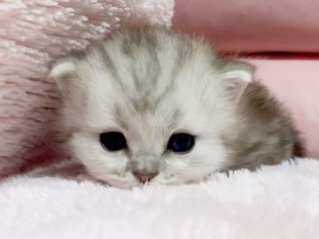 ミヌエット【愛媛県・男の子・2020年1月11日・シルバータビー  ロング】の写真「かわいすぎ〜😊💕」