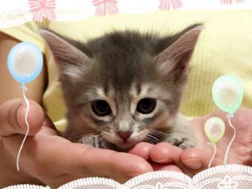 ソマリ【愛媛県・女の子・2019年2月9日・ブルー】の写真「見惚れる可愛さ♥️お目目くりくり♥️」