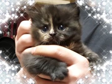 スコティッシュフォールド【愛媛県・女の子・2016年11月26日・トーティ】の写真「個性派♡かわいすぎるお顔です。(*☻-☻*)」