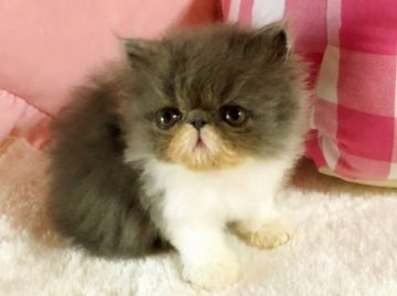 エキゾチックショートヘア【愛媛県・女の子・2019年6月17日・ブルーアンドホワイト ロング】の写真「愛嬌ありありの 女の子😍」