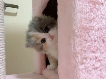 ミヌエット【愛媛県・女の子・2022年4月2日・ブルーパッチドタビーアンドホワイト ロング】の写真「むちゃ綺麗な女の子🥰❤️長足😊」