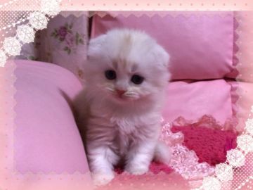 スコティッシュフォールド(折れ耳)【愛媛県・男の子・2018年10月7日・カメオタビーアンドホワイト ロング】の写真「甘えん坊なボク ❣️😊」