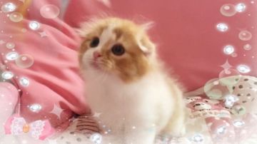 スコティッシュフォールド(折れ耳)【愛媛県・男の子・2017年5月1日・レッドタビーアンドホワイト ロング】の写真「まるまる ぴったりオレ耳 ナイスバディ♡」