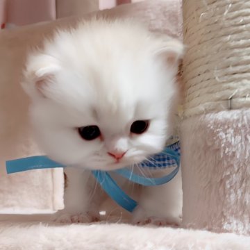 ミヌエット(長足)【愛媛県・男の子・2023年12月26日・カメオタビーアンドホワイト】の写真「フミフミ大好きで　懐こくてスーパー可愛い💖💖」