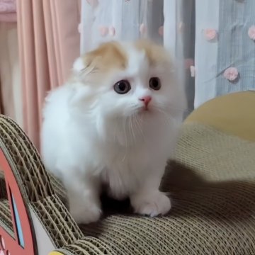 スコティッシュフォールド(折れ耳)【愛媛県・男の子・2024年4月15日・レッドタビーアンドホワイト】の写真「お目目が魅力的❤️」
