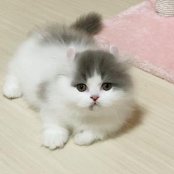 ミヌエット(短足)【愛媛県・男の子・2022年4月13日・ブルータビーアンドホワイト ロング】の写真「懐こい　可愛い男の子💓」