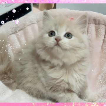 スコティッシュフォールド(立ち耳)【愛媛県・女の子・2024年3月29日・クリームタビーアンドホワイト】の写真「綺麗な　控えめ女の子🩷」