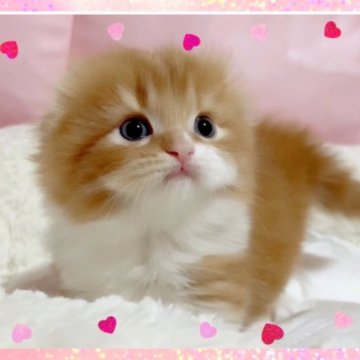スコティッシュフォールド(折れ耳)【愛媛県・女の子・2024年1月17日・レッドタビーアンドホワイト】の写真「玉森ちゃんが再び😍可愛い体格の良い女の子💕」