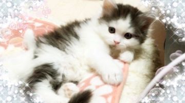 スコティッシュフォールド【愛媛県・男の子・2016年11月26日・ブラウンタビーアンドホワイト ロングヘア〜】の写真「お膝にやってきます。(*☻-☻*)」