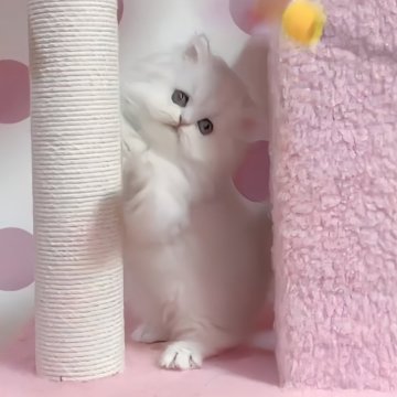 ペルシャ(チンチラ)【愛媛県・男の子・2024年5月16日・シェーデッドシルバー】の写真「元気いっぱい可愛い男の子❤️ムービー更に可愛いです」