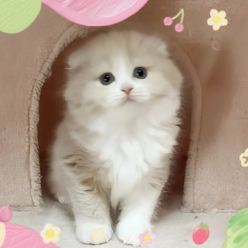 スコティッシュフォールド(折れ耳)【愛媛県・男の子・2024年3月29日・カメオタビーアンドホワイト】の写真「コロコロ可愛い男の子😄🩷」
