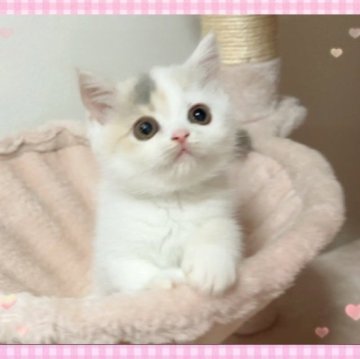ミヌエット(長足)【愛媛県・女の子・2024年8月14日・ダイリュートキャリコ】の写真「可愛い女の子😊❤️」