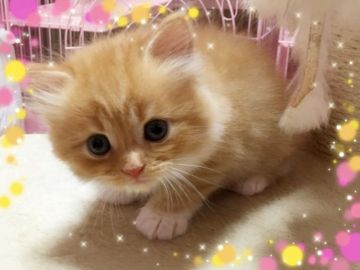 スコティッシュフォールド【愛媛県・男の子・2016年8月8日・レッドタビーアンドホワイトロング】の写真「甘えん坊♡」