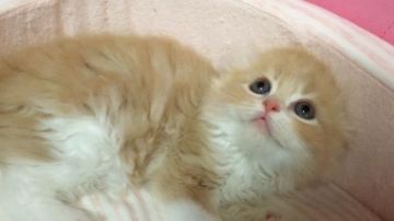 スコティッシュフォールド(折れ耳)【愛媛県・男の子・2017年4月6日・クリームタビーアンドホワイト(*☻-☻*)】の写真「申し分ないかわゆさ♡」