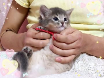 ソマリ【愛媛県・男の子・2019年2月9日・ブルー】の写真「甘えん坊の 可愛いボク♥️」