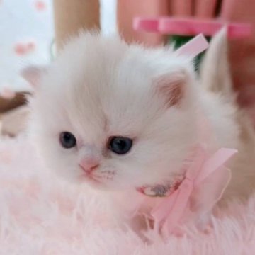 ミヌエット(長足)【愛媛県・女の子・2023年12月26日・カメオタビーアンドホワイト】の写真「フカフカで可愛い💖💖ムービー見てね💖」