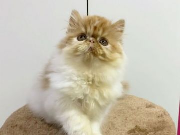 エキゾチックショートヘア【愛媛県・男の子・2021年6月2日・レッドタビーアンドホワイト  ロング】の写真「むっちゃ懐こい😊❤️むちゃ可愛い❤️」