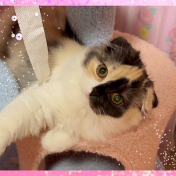 スコティッシュフォールド(折れ耳)【愛媛県・女の子・2023年8月27日・シルバーパッチドタビーアンドホワイト】の写真「お顔の柄が個性的😄❤️」