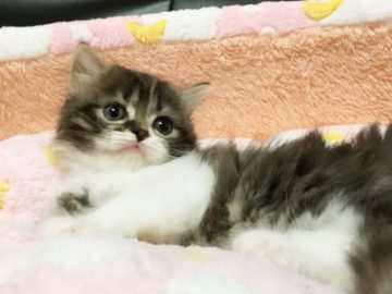 スコティッシュフォールド【愛媛県・男の子・2016年10月16日・ブラウンタビーアンドホワイト】の写真「ガッチリボディー(*☻-☻*)」