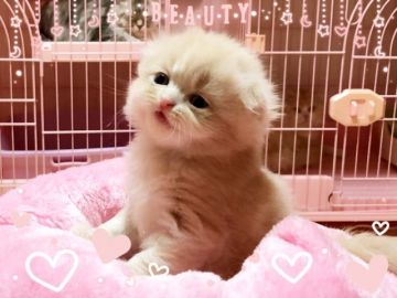 スコティッシュフォールド(折れ耳)【愛媛県・男の子・2018年1月31日・クリームタビーアンドホワイトロング】の写真「じゃがいものような ボク💓💓」