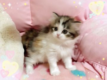 スコティッシュフォールド(立ち耳)【愛媛県・女の子・2019年1月20日・ブラウンパッチドタビーアンドホワイト ロング】の写真「可愛い女の子❤️」