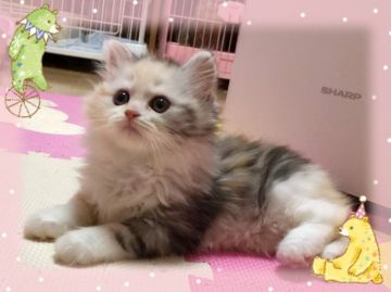 スコティッシュフォールド(立ち耳)【愛媛県・女の子・2018年10月14日・シルバーパッチドタビーアンドホワイト】の写真「懐っこい女の子😊」