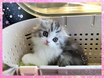 スコティッシュフォールド(折れ耳)【愛媛県・男の子・2018年6月3日・シルバータビーアンドホワイト ロング】の写真「とっても綺麗😋」