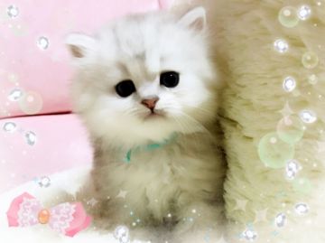 ペルシャ(チンチラ)【愛媛県・男の子・2018年1月14日・シェーデッドシルバー】の写真「表情豊かなかわゆいボク👌❤️」