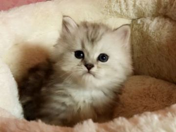 ミヌエット【愛媛県・男の子・2019年3月16日・シルバータビー  ロング】の写真「おだやかなボク🙆💕」