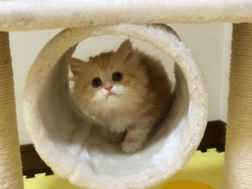 スコティッシュフォールド(立ち耳)【愛媛県・男の子・2018年7月4日・カメオタビー】の写真「フサフサのかわゆいボクです❤️」